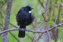 Tui